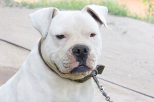 Американский бульдог белого окраса