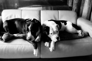 Американский бульдог: плюсы и минусы