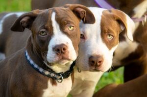 Амбуль фото