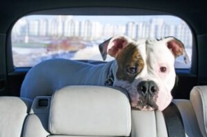 Характер американского бульдога