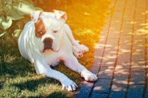 Бульдог американский: описание породы, характер