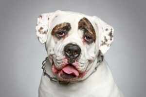 Грустный амбульдог