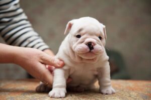 Щенок американского бульдога