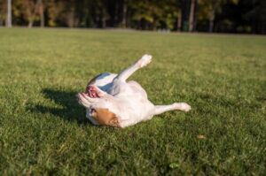 Амбульдог играет