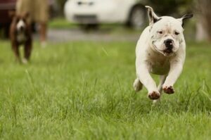 Порода собак американский бульдог