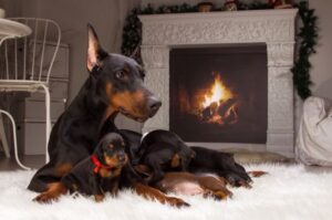 Доберман со щенками Доберман со щенками у камина