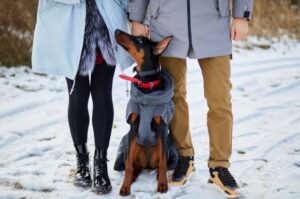 Доберман с хозяевами на прогулке Доберман на прогулке