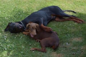 Доберманы играют на траве Доберманы