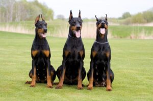 Доберманы-пинчеры Три красивых Добермана