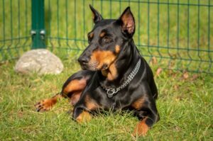 Порода собак Доберман Доберман на зеленой траве