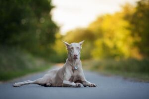 Фото Добермана-альбиноса Доберман альбинос фото