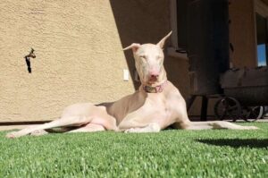 Белый Доберман Доберман-альбинос