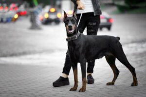 Доберман-пинчер Доберман-пинчер