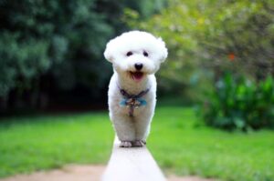 Бишон фризе (красивый пёс)