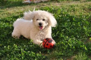 Бишон фризе играет на траве