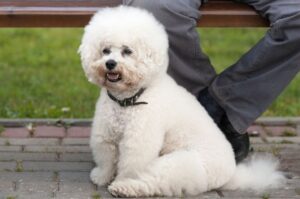 Бишон фризе на прогулке