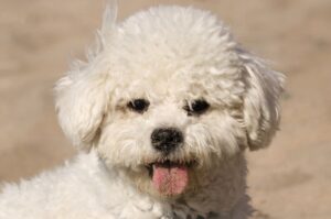 Бишон фризе – фото крупным планом