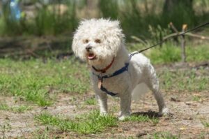 Характер бишона фризе