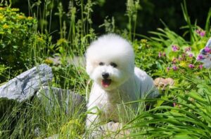 Бишон фризе в траве