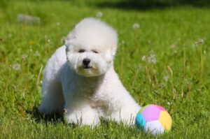 Бишон фризе играет с мячом