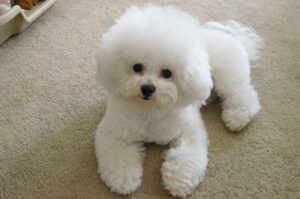 Милый бишон фризе