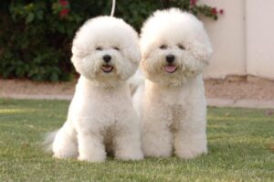 Два бишона фризе