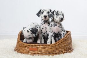 Щенки далматина