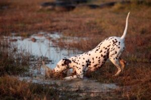 Далматинец на охоте