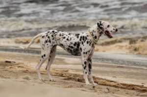 Далматинец и море