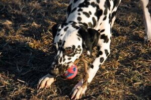 Далматинец играет