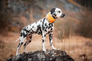 Красивый далматин