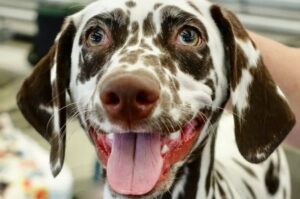 Далматин фото крупным планом