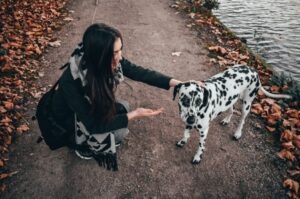 Милый щенок далматина