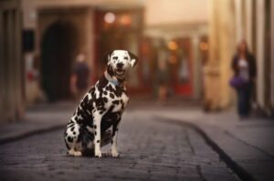 Городской далматинец