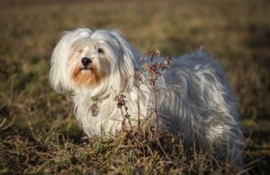 Порода Гаванский бишон