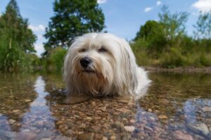Гаванский бишон в воде