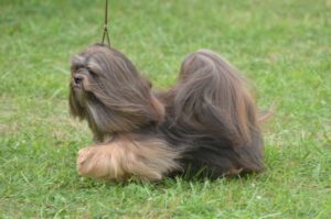 Гаванский бишон на прогулке