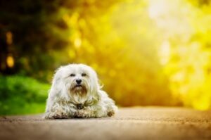 Гаванский бишон фото