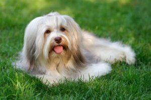 Хаванез в траве