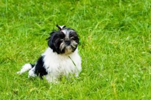 Милый щенок Гаванского бишона