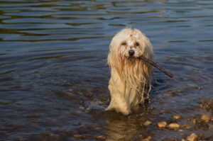 Хаванез в реке