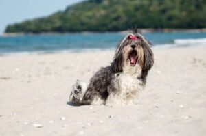 Гаванский бишон на пляже