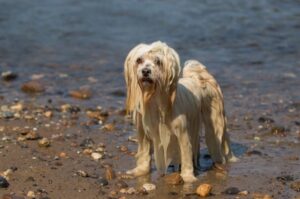 Гаванский бишон после купания