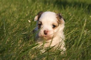 Щенок Хаванеза