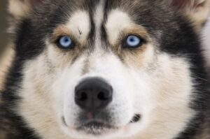 Хаски: фото крупным планом