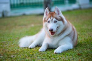 Голубоглазый хаски