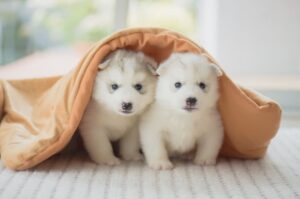 Щенки хаски