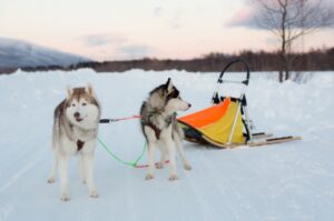 Ездовые хаски