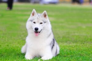 Белый хаски