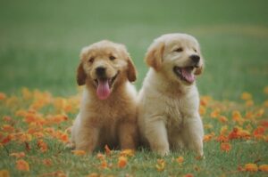 Щенки лабрадора